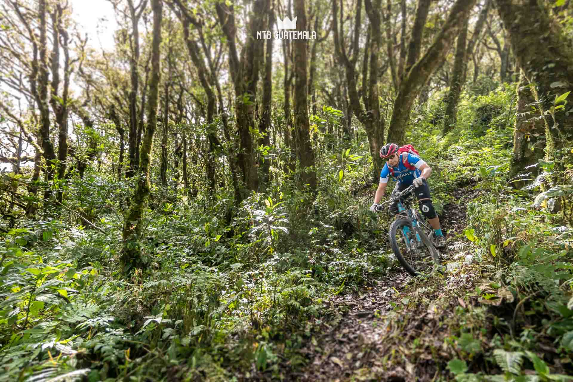 Unique forest at altitude.  Valle Escondido Adventure Mountain Bike Tour  Chimaltenango, Guatemala