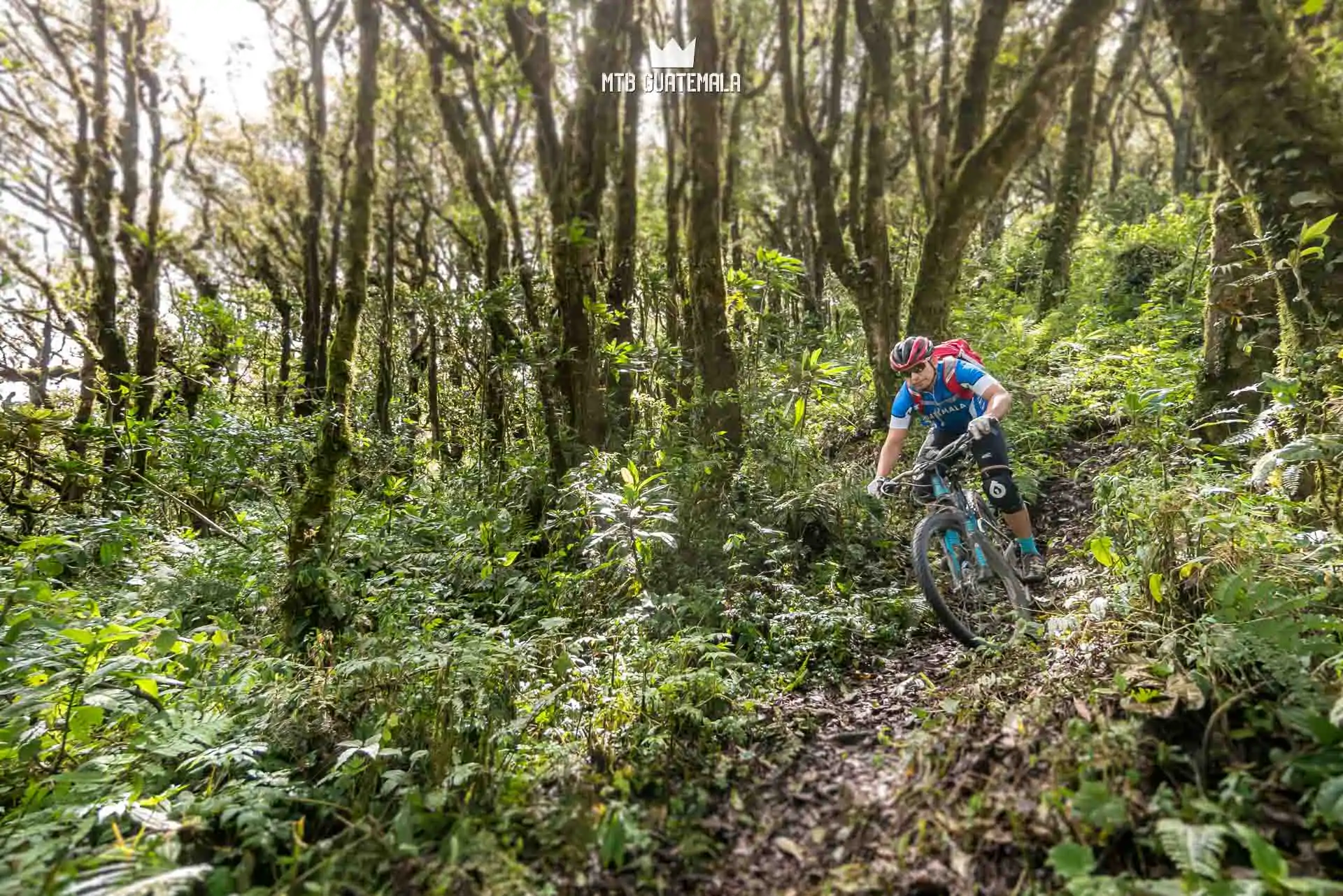 Unique forest at altitude.  Valle Escondido Adventure Mountain Bike Tour  Chimaltenango, Guatemala