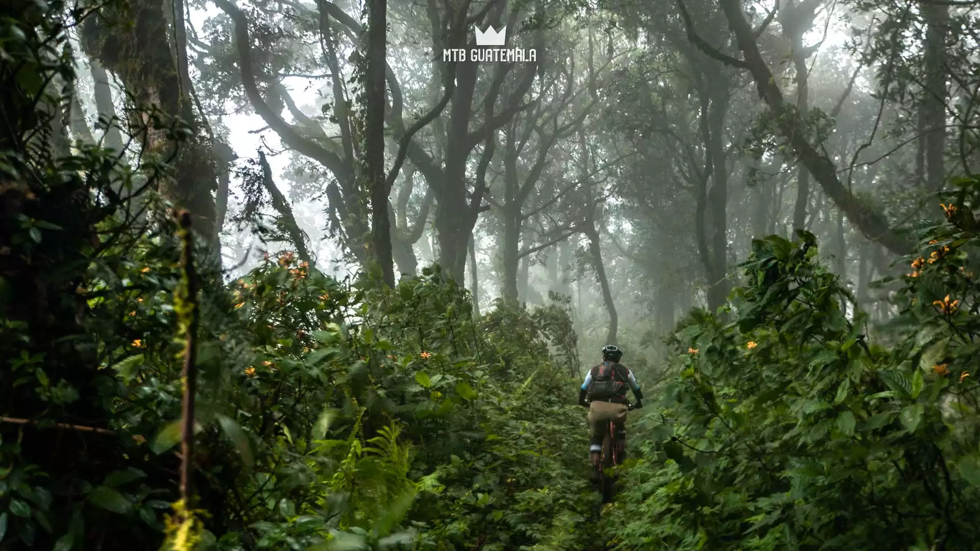 Rich cloudforest near 9,000ft. Valle Escondido Adventure MTB Tour.  Chimaltenango, Guatemala