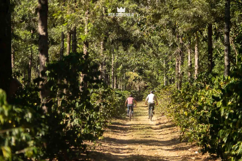 Antigua Coffee Tour