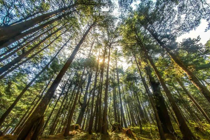 Communal forest of the 48 Cantones
