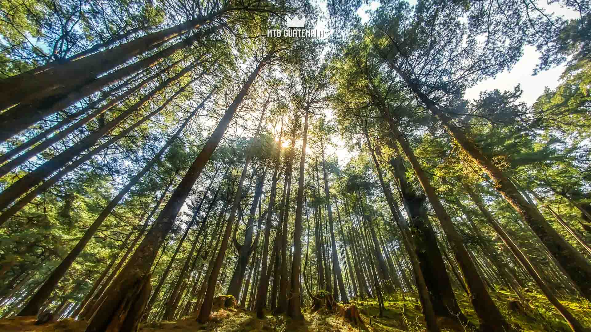 Bosque comunal de los 48 cantones