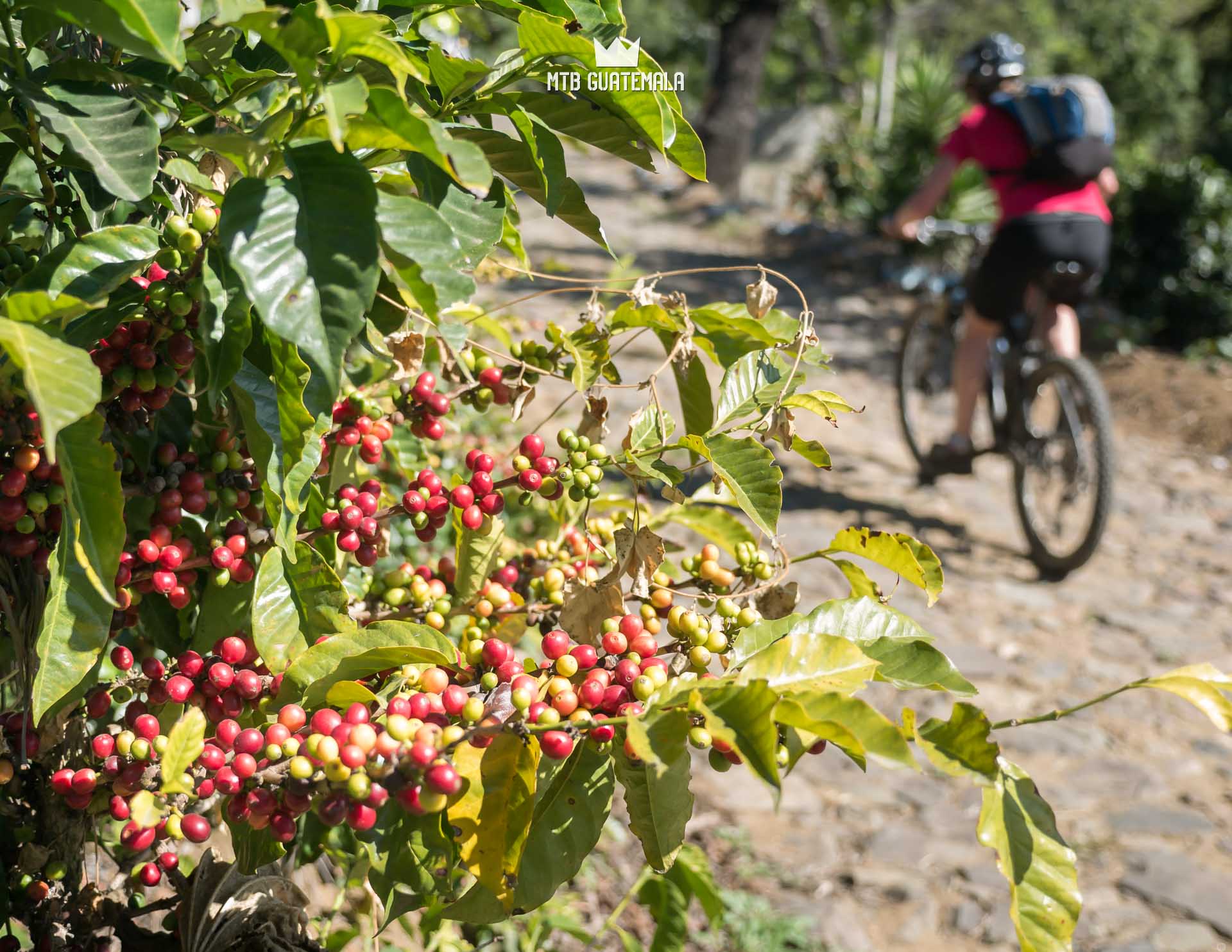 Riding in the colorful coffee fincas. Las Tapias Sacatepéquez, Guatemala