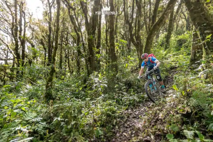 Unique forest at altitude.  Valle Escondido Adventure Mountain Bike Tour  Chimaltenango, Guatemala
