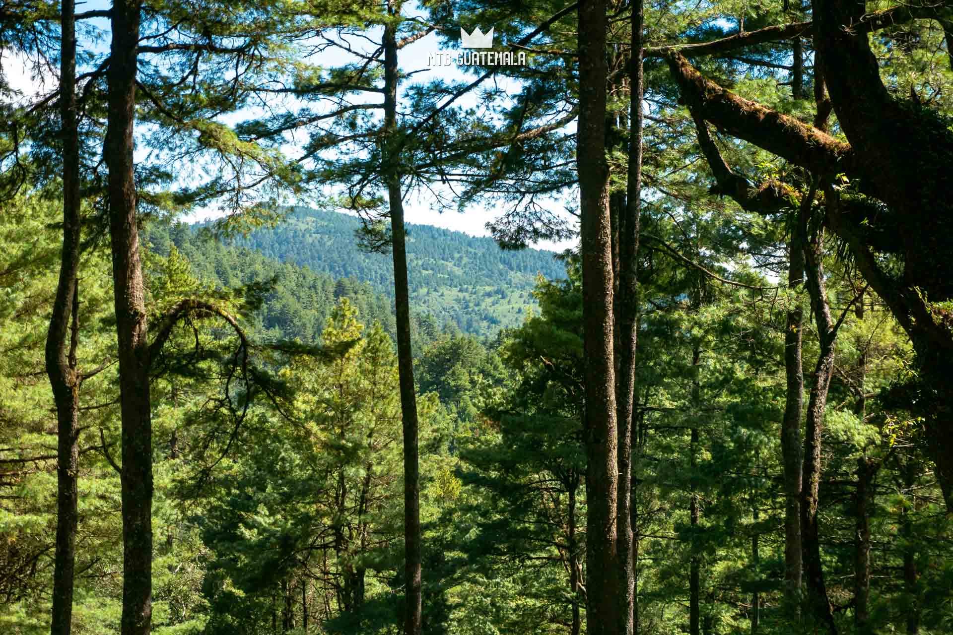 Communal forest of the 48 Cantones