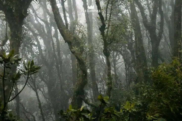 Rich cloudforest near 9,000ft. Valle Escondido Adventure MTB Tour.  Chimaltenango, Guatemala