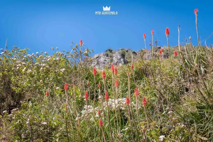 Wildflowers abound near 10,000ft in the Cuchumatanes.  Huehuetenango, Guatemala
