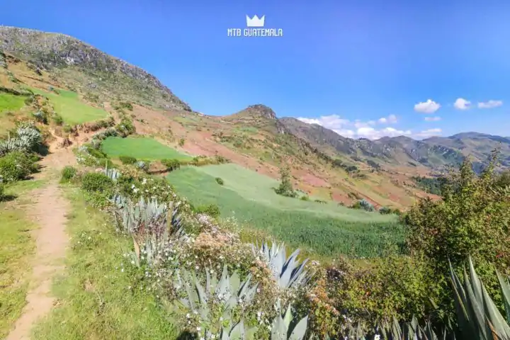 Fields of wildflowers near 10,000ft - 9th edition of the Travesía de Los Cuchumatanes.  Huehuetenango, Guatemala