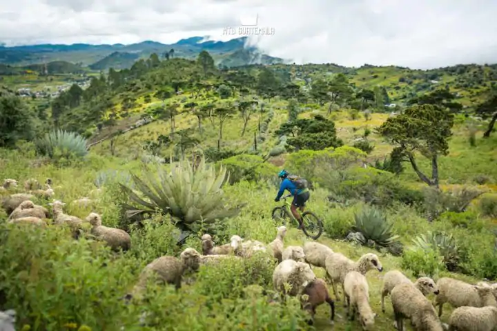 Mountain Biking in the Cuchumatánes - Following rocky sheep herding paths on the alpine plateau.  Trails here are lined with enormous agave plants. Los Cuchumatánes Huehuetenango, Guatemala