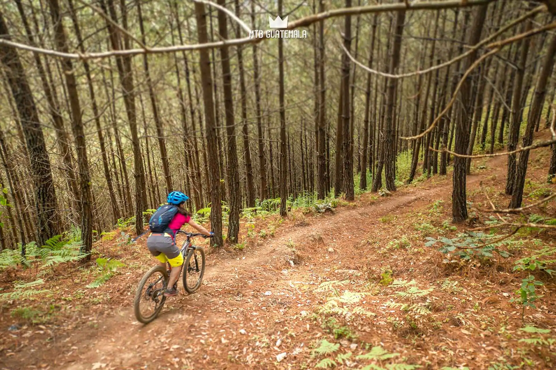 Pine forest riding near Laguna Chichoy Tecpán , Guatemala