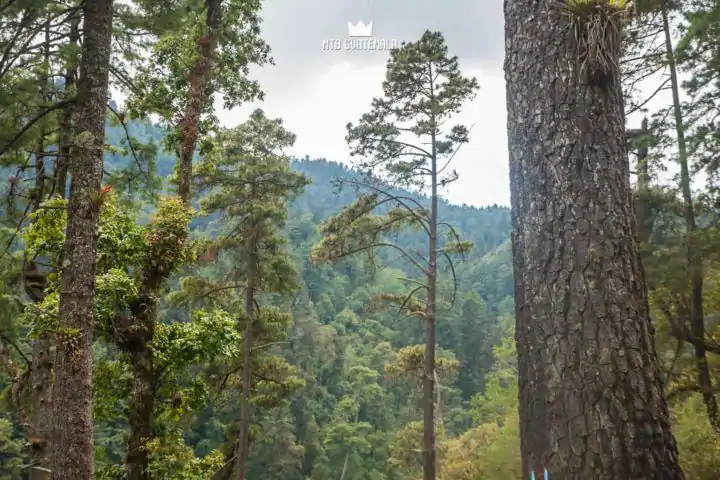 Communal forest of the 48 Cantones